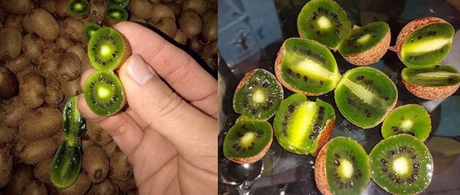 kiwi bé bằng trái nho giá một triệu một kg ảnh 3 kiwi be bang trai nho gia mot trieu mot kg anh 3