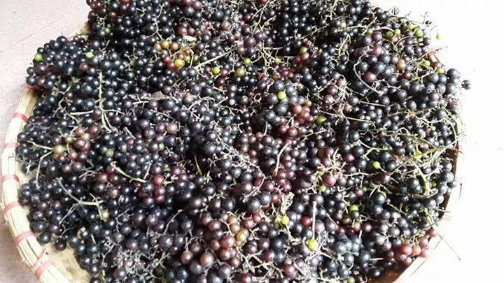 người hà nội tranh mua nho rừng ảnh 1 nguoi ha noi tranh mua nho rung anh 1