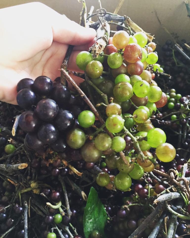 Nho rung Tay Bac dat nhu nho My,  nguoi Ha thanh tranh nhau mua hinh anh