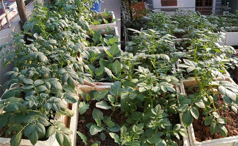 Nha giau trong rau sach tren noc nha anh 1