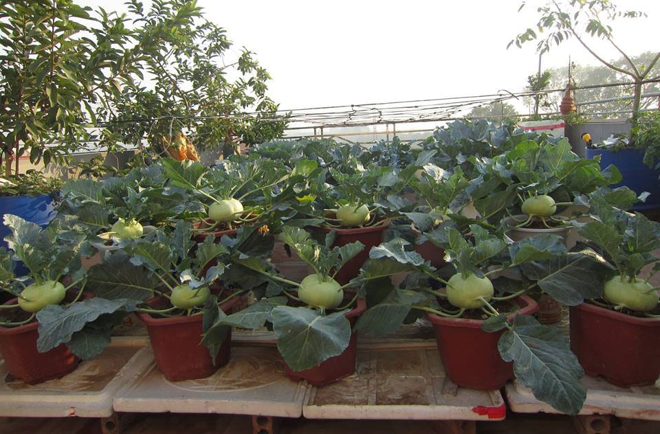 Nha giau trong rau sach tren noc nha anh 9