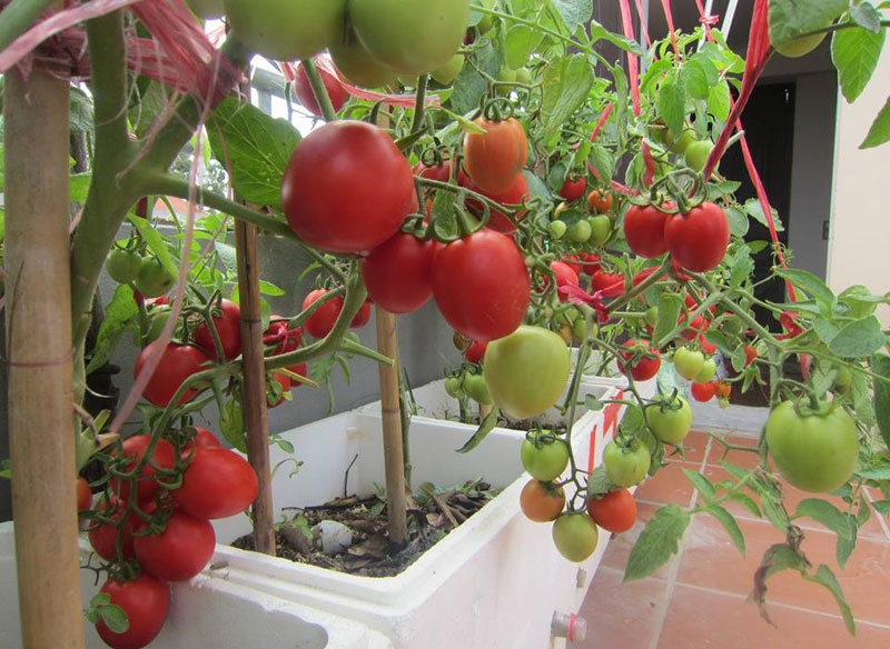 Nha giau trong rau sach tren noc nha anh 10