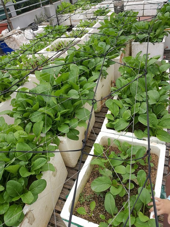 Nha giau trong rau sach tren noc nha anh 12