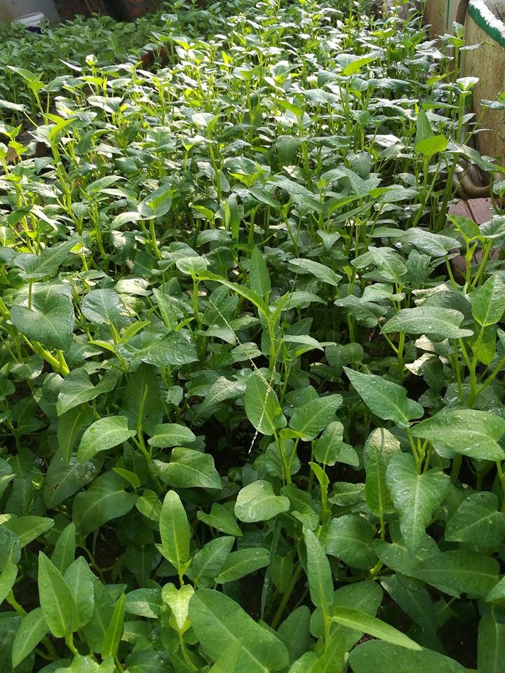 Nha giau trong rau sach tren noc nha anh 13