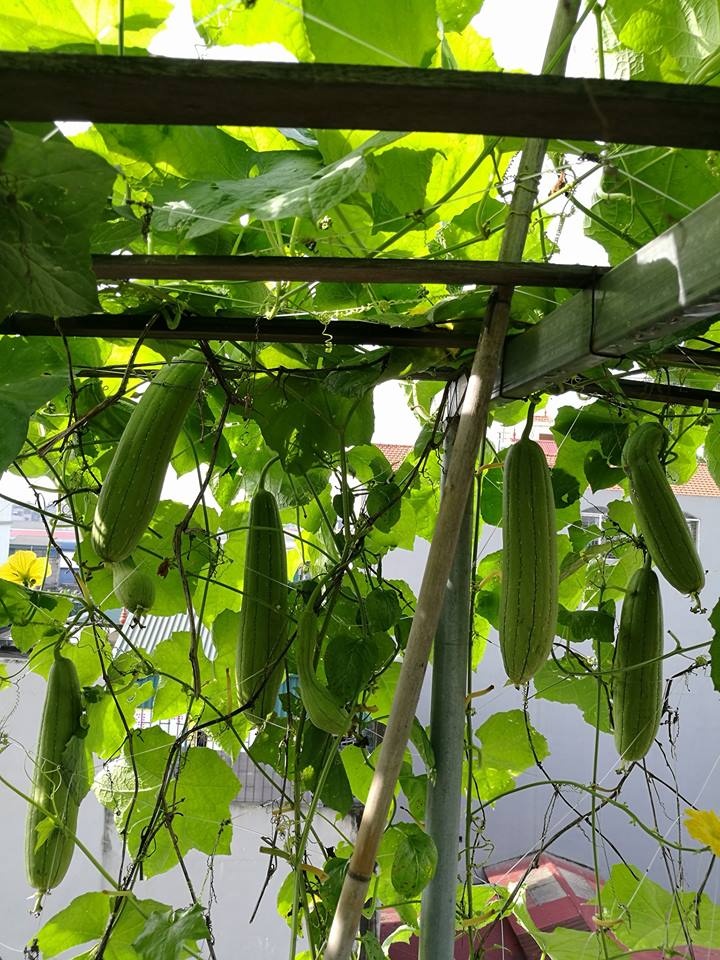 Nha giau trong rau sach tren noc nha anh 14