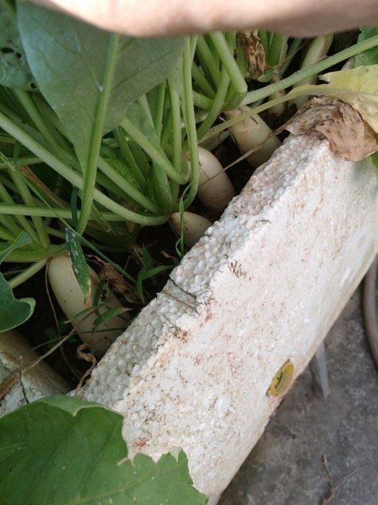 Nha giau trong rau sach tren noc nha anh 15