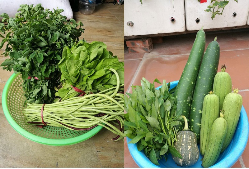 Nha giau trong rau sach tren noc nha anh 16