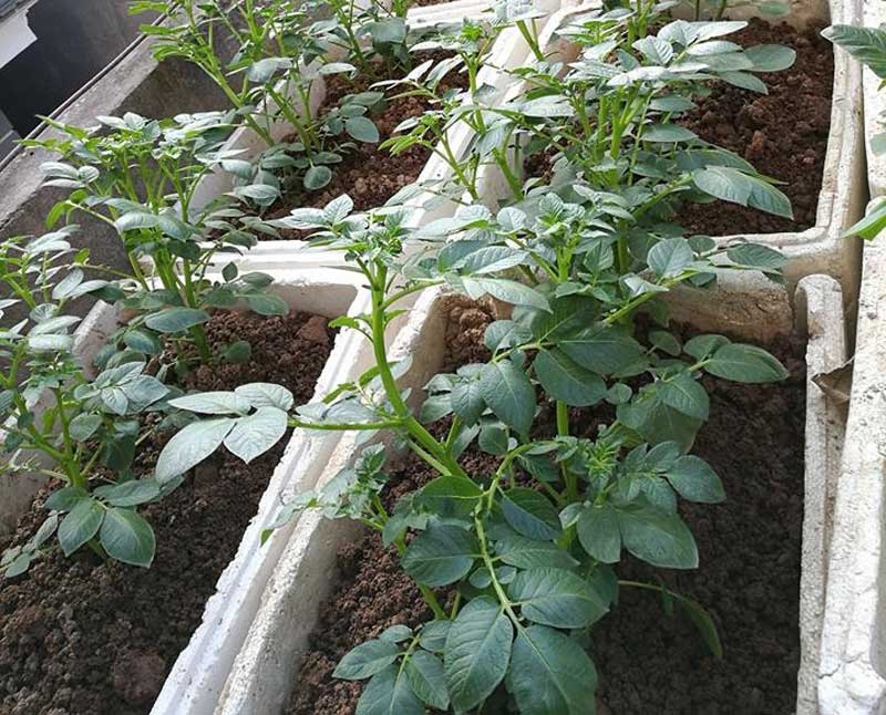 Nha giau trong rau sach tren noc nha anh 2