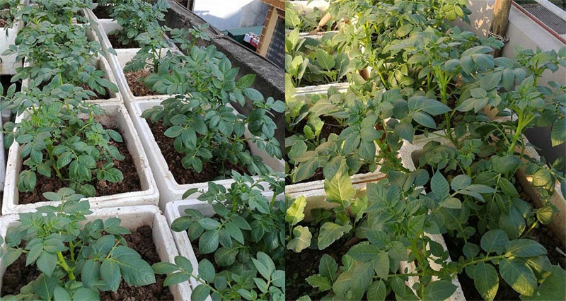 Nha giau trong rau sach tren noc nha anh 3