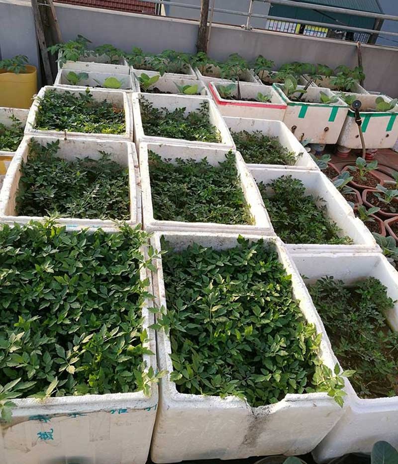 Nha giau trong rau sach tren noc nha anh 4