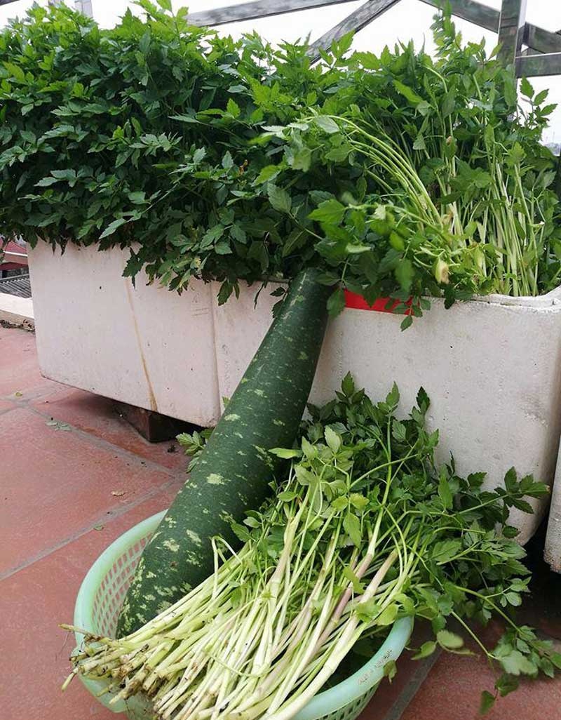 Nha giau trong rau sach tren noc nha anh 5