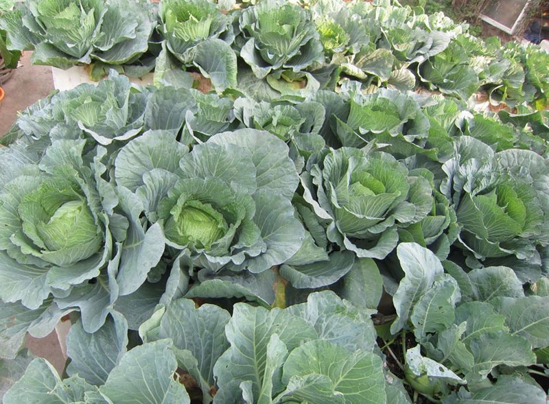 Khoai tay, bap cai day dac tren mai nha: Khu vuon hiem co o Ha Noi hinh anh