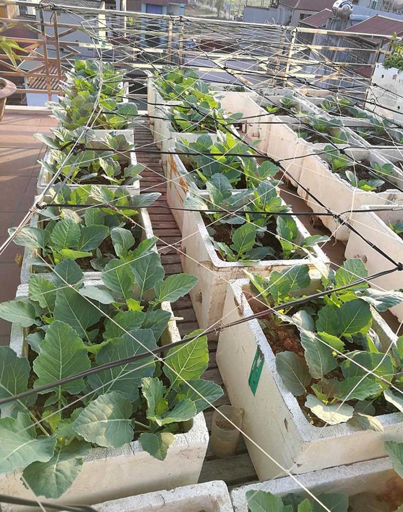 Nha giau trong rau sach tren noc nha anh 8