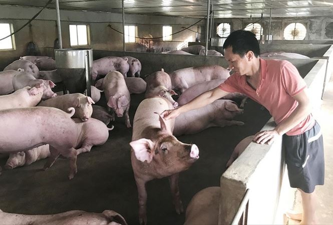 Nguoi nuoi heo ngup lan cho Tet hinh anh