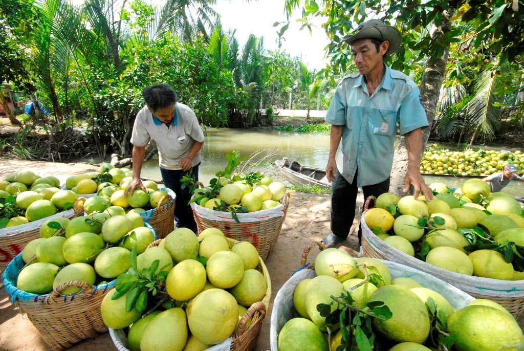 Tao phap cam ai cap 29000 dong mot kg ban Tet anh 3