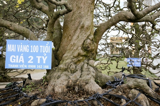 Cho hoa Tet Mau Tuat o Sai Gon: Vang dan 'cu' khe, 'cu' mai tien ty hinh anh