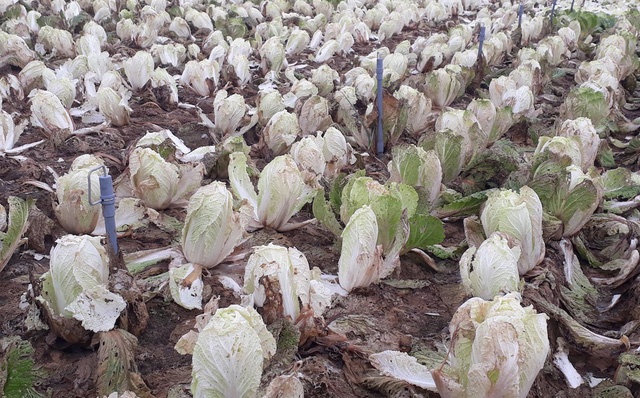 Rau thoi day dong, mang do xuong song: Bo ra cong van hoa toc hinh anh