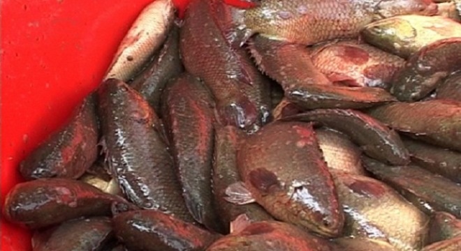 Nuoi ca ro dau vuong thu nhap 700-800 trieu/ha hinh anh