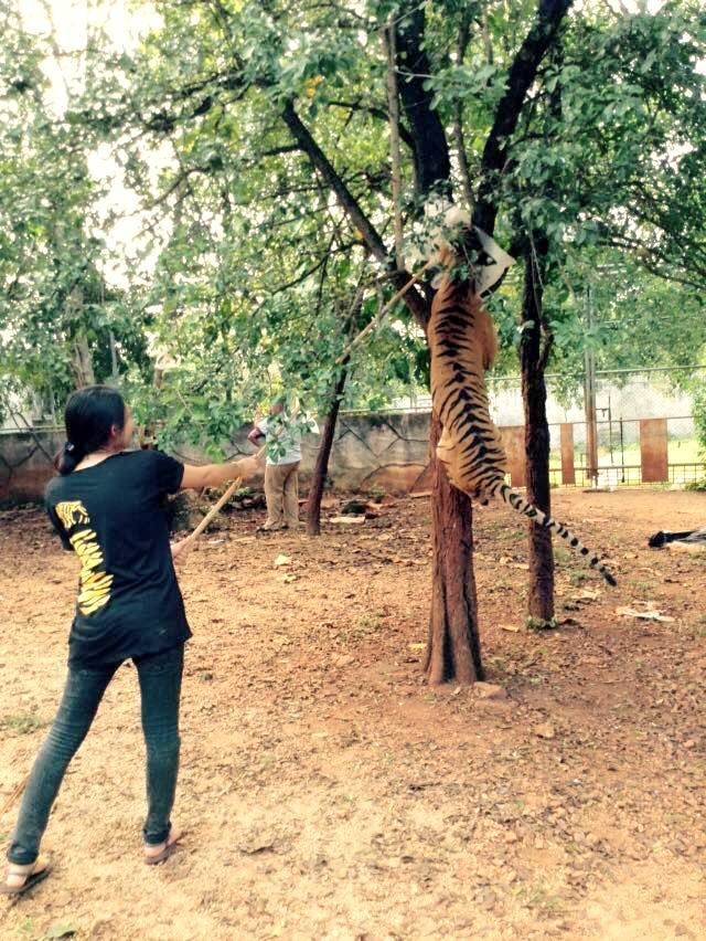 Khoảnh khắc cho hổ ăn của Hồng Trang.