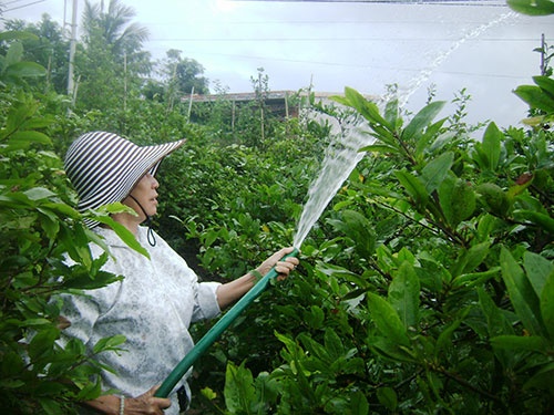 Trồng hoa - nghề phụ của nhiều giáo viên tỉnh Phú Yên để có tiền chi tiêu ngày Tết. Ảnh: Hồng Ánh.