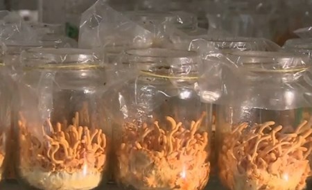 Những lọ nấm đông trùng hạ thảo được nuôi cấy tại cơ sở chính Thanh Oai, Hà Nội.