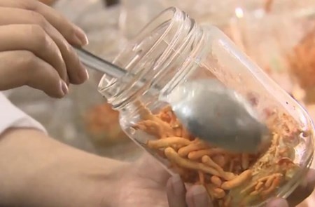 hu hoạch nấm đông trùng hạ thảo.