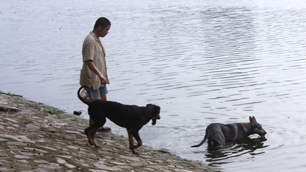 Hồ trong công viên thành nơi tắm của chó dữ.