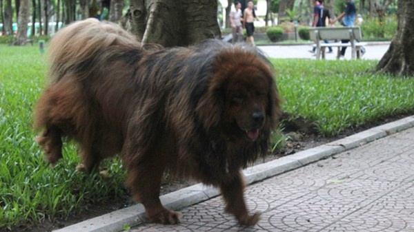Giống chó dữ Ngao Tây Tạng “vô tư” đi dạo trong công viên Thống Nhất, Hà Nội. Ảnh: Quang Lộc.