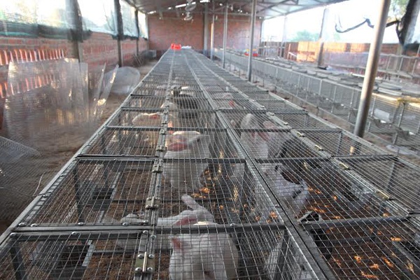 Trang trại thỏ đầu tư nuôi hơn 1.000 con thỏ giống mỗi năm thu hơn <abbr class=