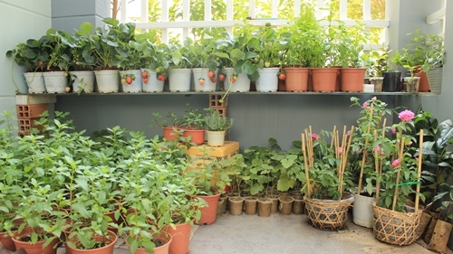 Vườn cây sân thượng.