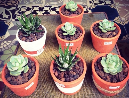 Vuon sen da cua Truong hinh anh