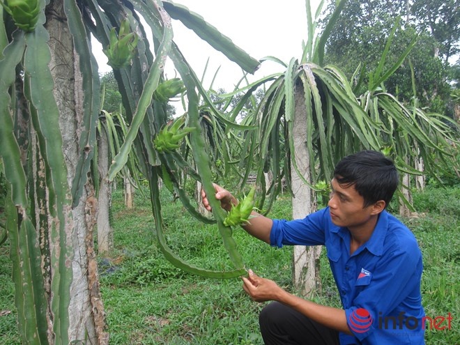 Nam sinh bo dai hoc ve lam trang trai tien ty hinh anh