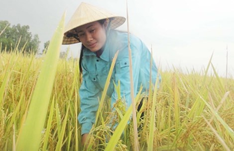 Duong vao dai hoc cua co thu khoa khoi C hinh anh