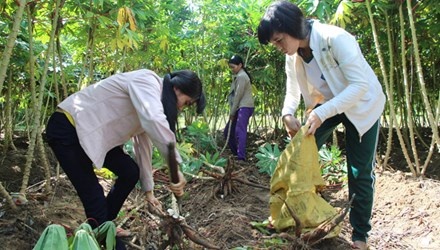 Chuyen chi em song sinh Liu va Lo nhuong nhau vao dai hoc hinh anh