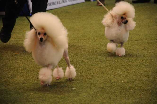 Hang ngan ban tre di ngam cho cung hinh anh