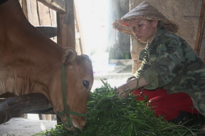 Hạnh cắt cỏ chăn bò chờ ngày nhập học.