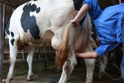 Tro thanh ty phu do treo bang dai hoc truoc cua chuong bo hinh anh