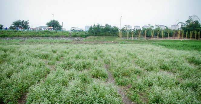 Những luống hoa Tam giác mạch đã bị dẫm đạp nát tươm, bị du khách rẽ thành nhiều luống để chụp hình (ảnh chụp sáng 30-11).
