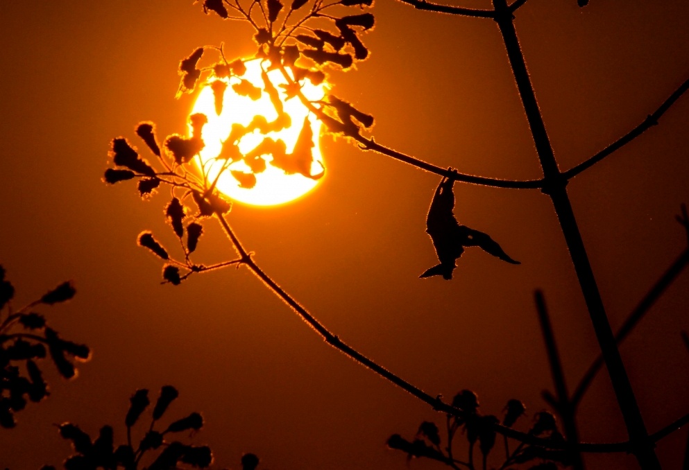 Nhat thuc o Viet Nam anh 5