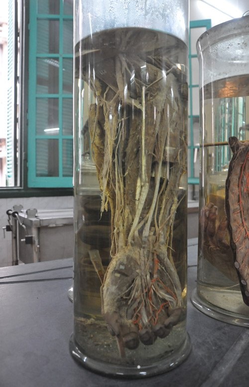 nha xac Dai hoc Y anh 7