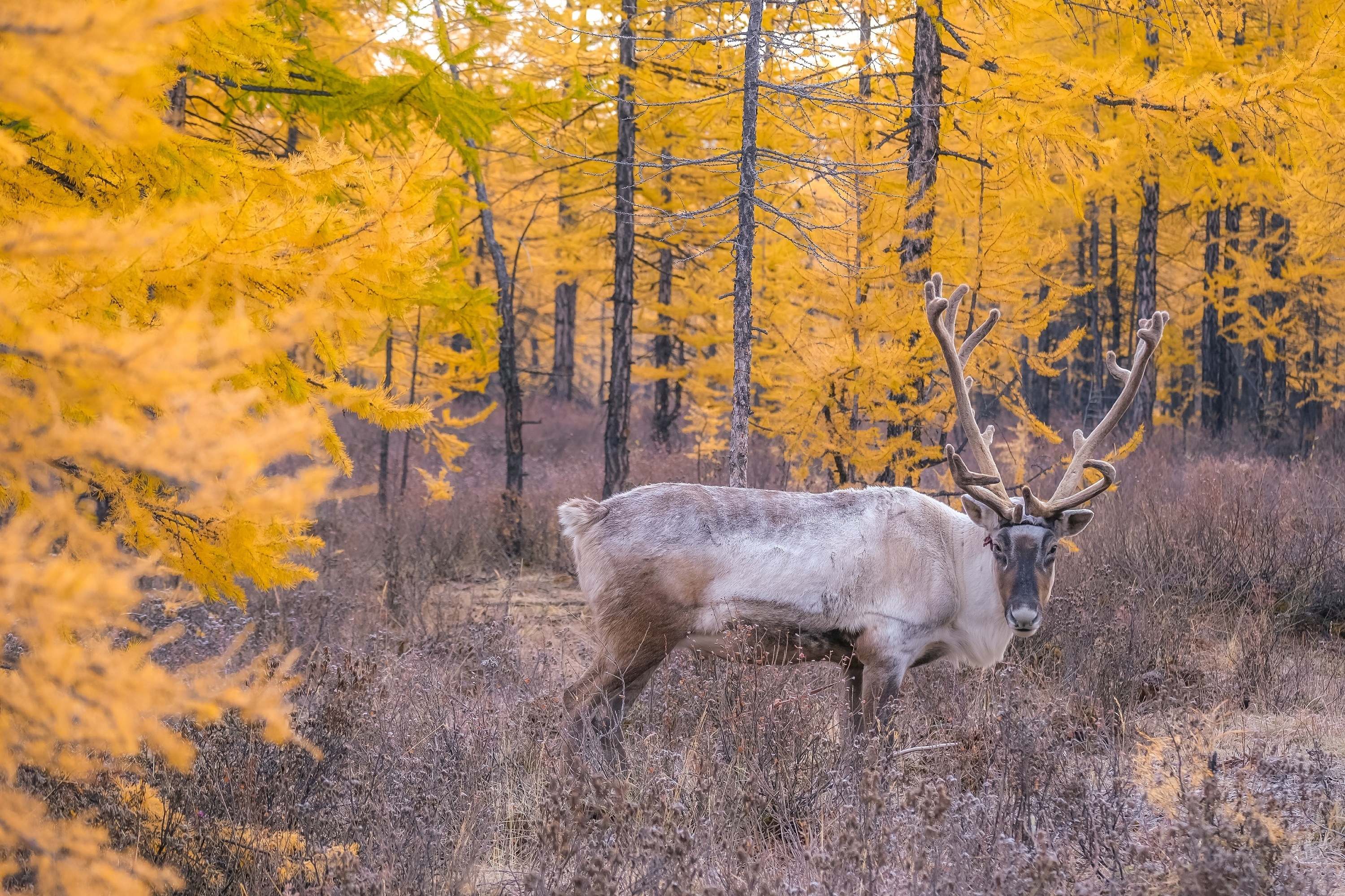 Khám phá Mông Cổ bất tận ảnh 4 Kham pha Mong Co bat tan anh 4