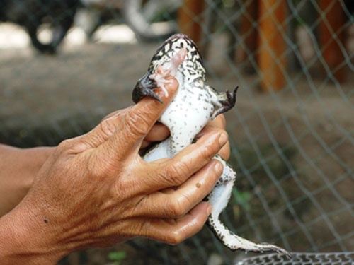 Dan do xo xem ech co 7 chan hinh anh