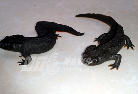 Phat hien ca coc san ky di tai Phu Tho hinh anh