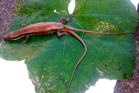 Dan hieu ky xem than lan hai duoi hinh anh