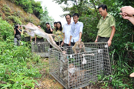 Tha 70 khi duoi dai ve tu nhien sau 2 nam nuoi duong hinh anh