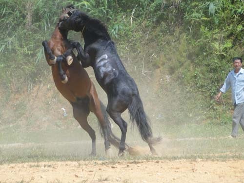 Ngua dau that truyen hoi sinh o Ha Giang hinh anh