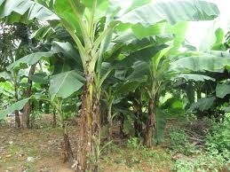 Be gai so sinh bi bo roi, kien dot khap nguoi hinh anh