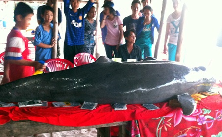 Ca heo 100kg vuong day chet o bien Phu Quoc hinh anh