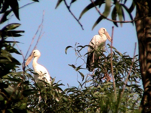 Dan chim lon 1.000 con bat ngo xuat hien o Hai Duong hinh anh
