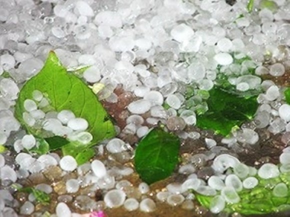 TP.HCM xuat hien mua da bang ngon tay ut hinh anh